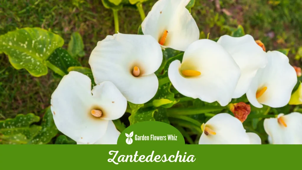 zantedeschia flower