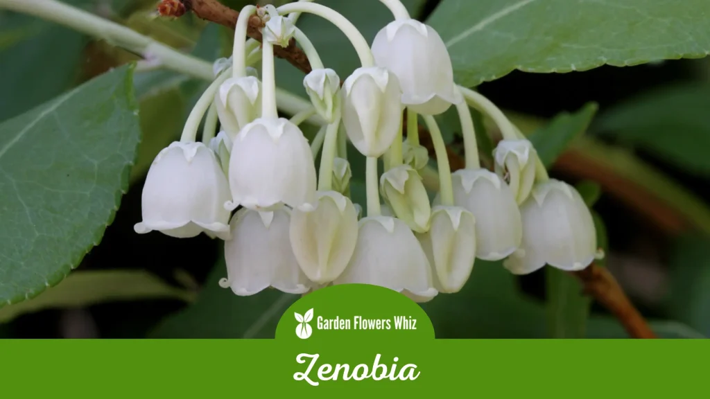 zenobia flower
