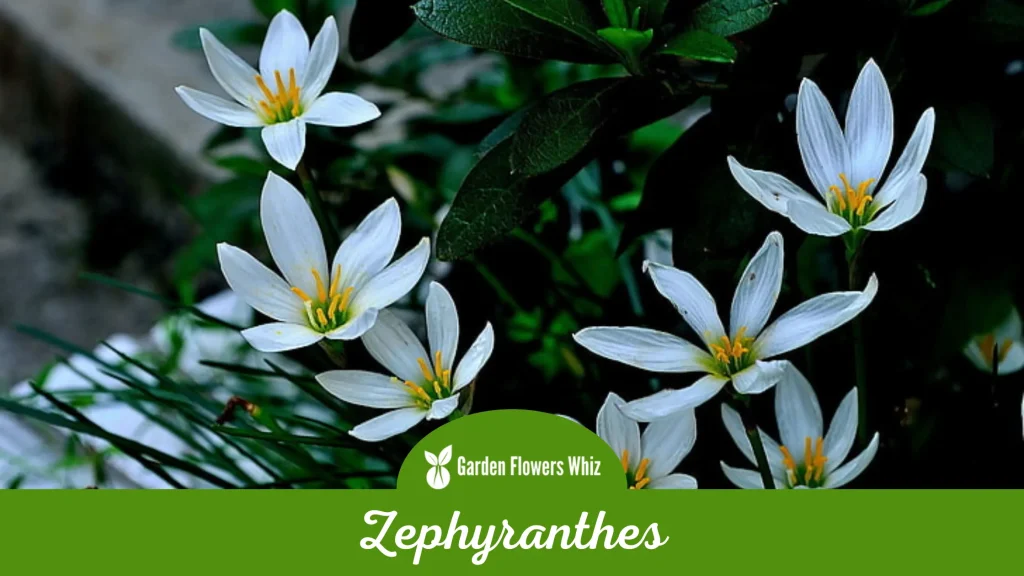 zephyranthes flower